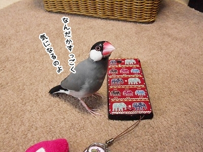 ブンチョ日誌