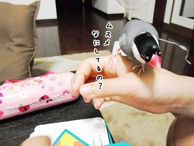 ブンチョ日誌