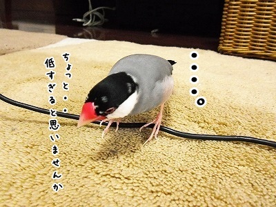 ブンチョ日誌