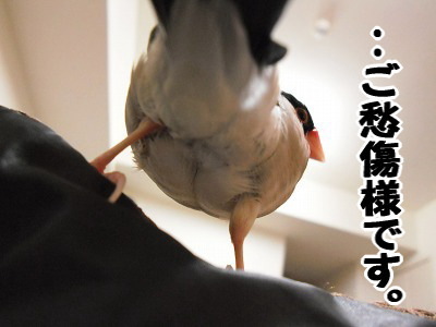 ブンチョ日誌