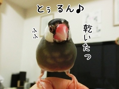 s-CIMG4442