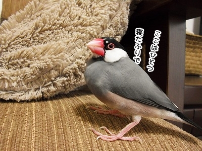 ブンチョ日誌