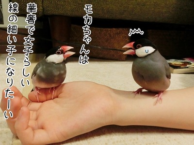 s-CIMG4247