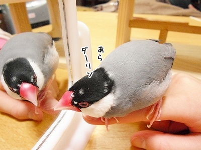 ブンチョ日誌