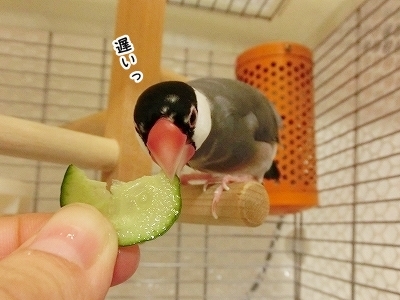 ブンチョ日誌