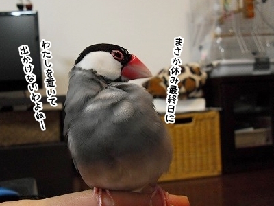ブンチョ日誌