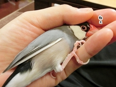 ブンチョ日誌