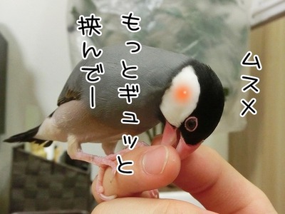s-CIMG6589