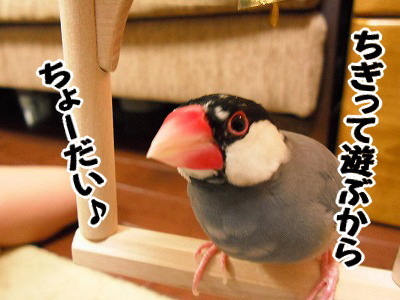 ブンチョ日誌