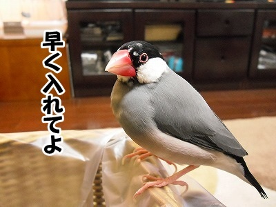 ブンチョ日誌