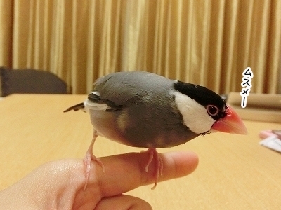 ブンチョ日誌