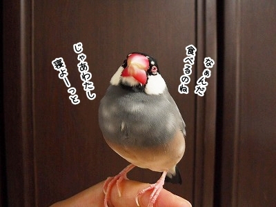 ブンチョ日誌
