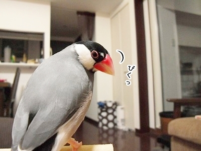 ブンチョ日誌