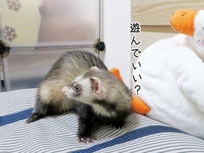 今日のヒメちゃん 11 3追記 ブンチョ日誌 Powered By ライブドアブログ 今日のヒメちゃん 11 3追記 ブンチョ日誌 Powered By ライブドアブログ