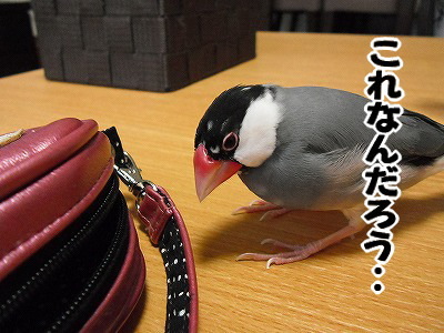 ブンチョ日誌