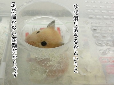 s-CIMG7241