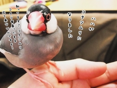 ブンチョ日誌