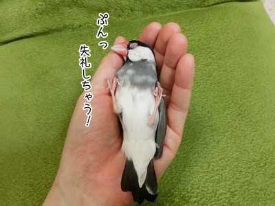 s-CIMG8695