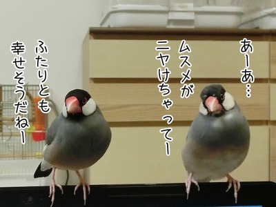 s-CIMG7590