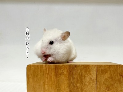 s-IMG_5581