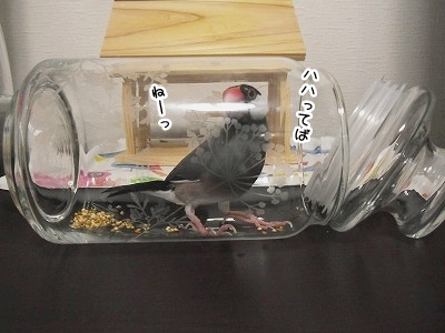 ブンチョ日誌