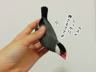 s-CIMG7423