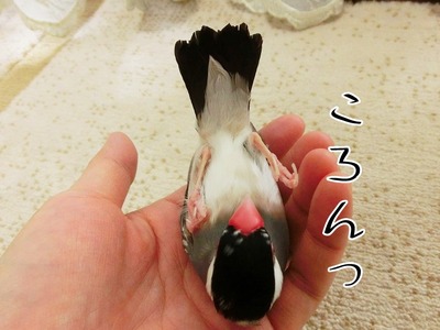 s-CIMG8592