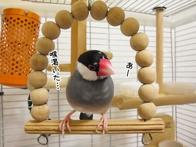 ブンチョ日誌