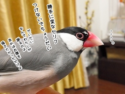 ブンチョ日誌