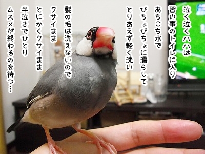ブンチョ日誌