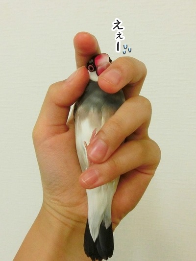 s-CIMG6612