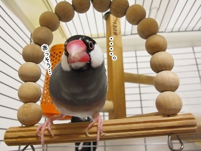 ブンチョ日誌