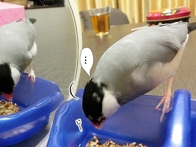 ブンチョ日誌
