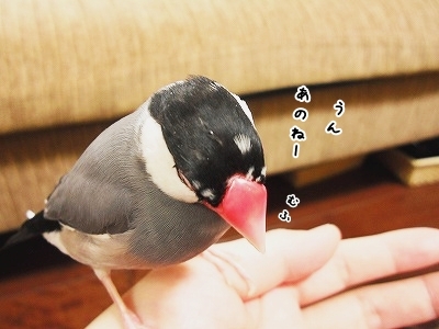 ブンチョ日誌
