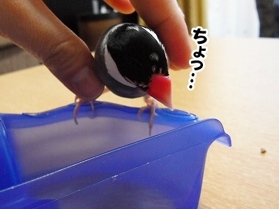 ブンチョ日誌