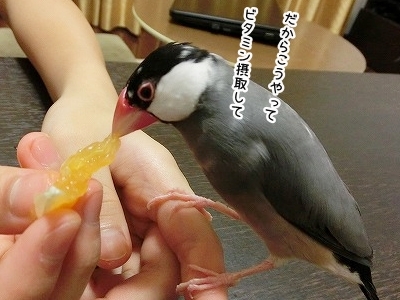 ブンチョ日誌