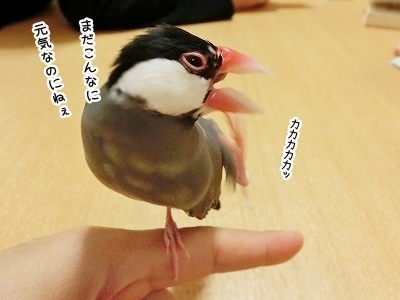 ブンチョ日誌