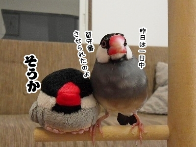 ブンチョ日誌
