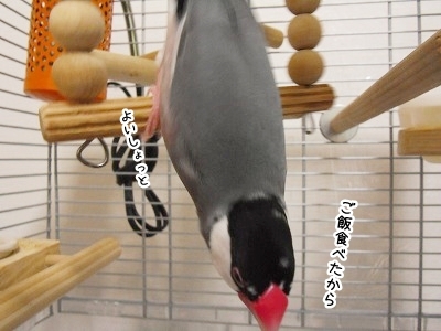 ブンチョ日誌