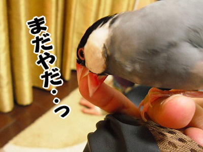 ブンチョ日誌