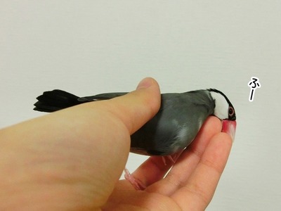 s-CIMG7436