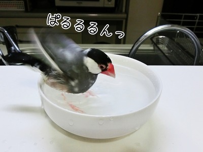 s-CIMG0266