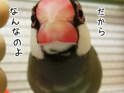 s-rin-11