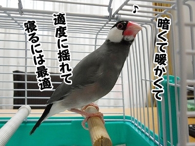ブンチョ日誌