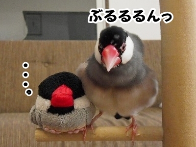 ブンチョ日誌