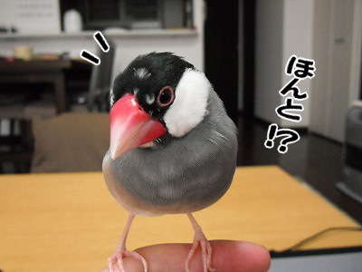 ブンチョ日誌