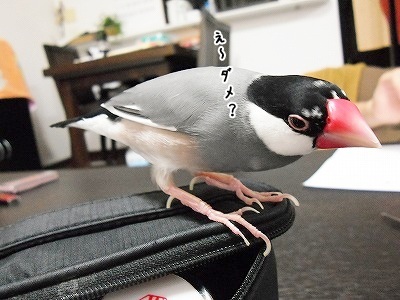 ブンチョ日誌