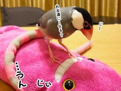 ブンチョ日誌