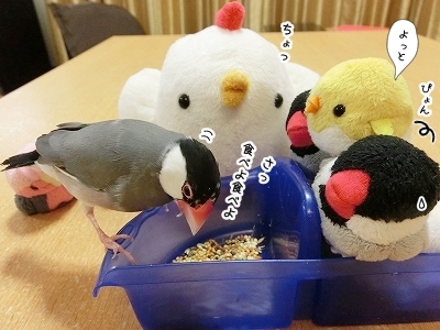 ブンチョ日誌