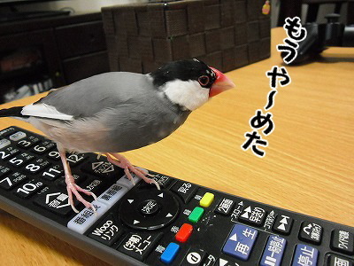 ブンチョ日誌